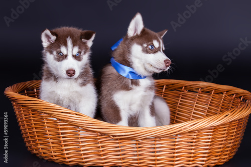 Husky dog puppies in basket over black background © A.Kazak