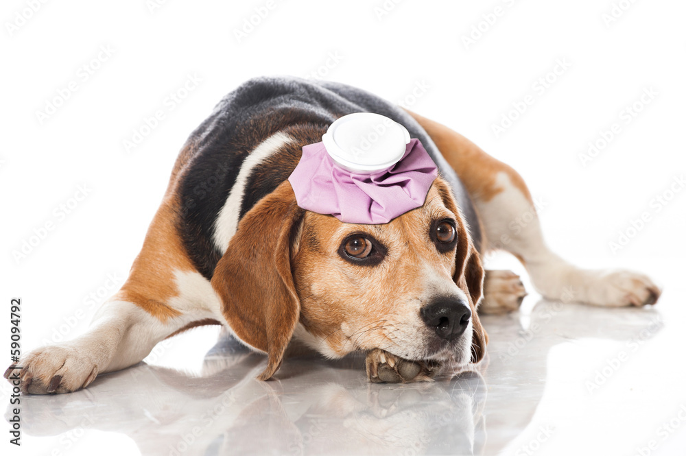 Beagle mit Kühlbeutel