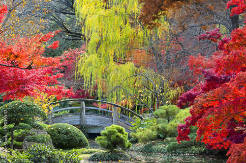 Moon Bridge in the Japanese Gardens photo