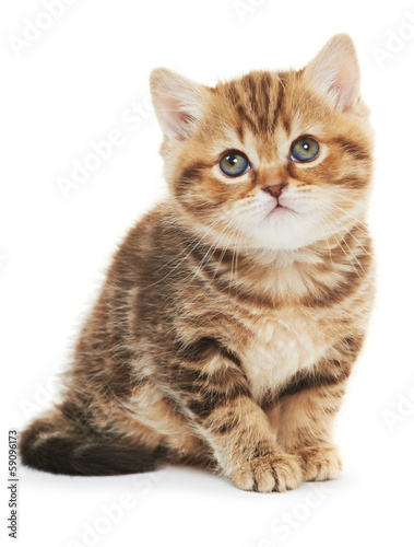 Fototapeta Naklejka Na Ścianę i Meble -  British Shorthair kitten cat isolated