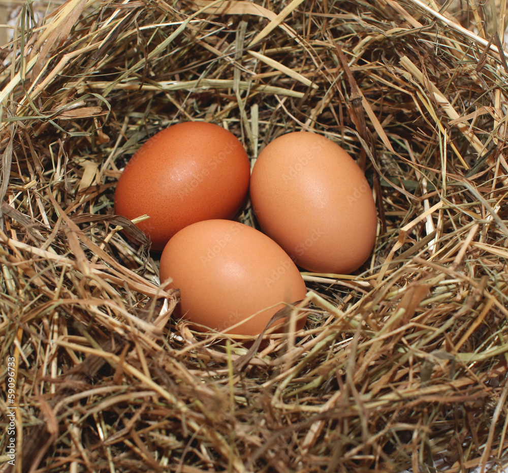 Chicken eggs Chicken eggs