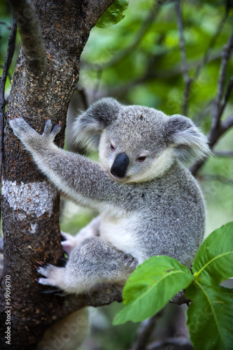 Fototapeta Naklejka Na Ścianę i Meble -  Junger Koala auf Magnetic Island in Australien
