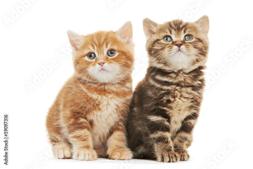 Two British Shorthair kitten cat isolated