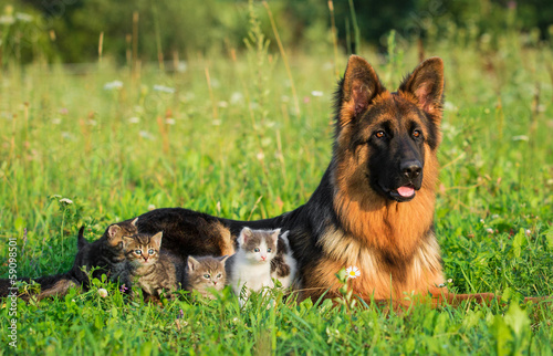 Fototapeta Naklejka Na Ścianę i Meble -  German shepherd dog with little kittens