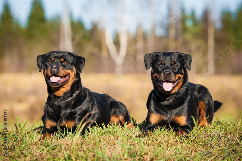 Two rottweilers lying on the lawn