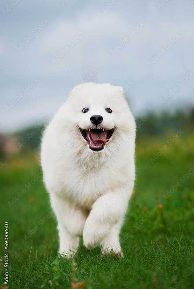 Adorable happy samoyed puppy running on the lawn Adorable happy samoyed puppy running on the lawn