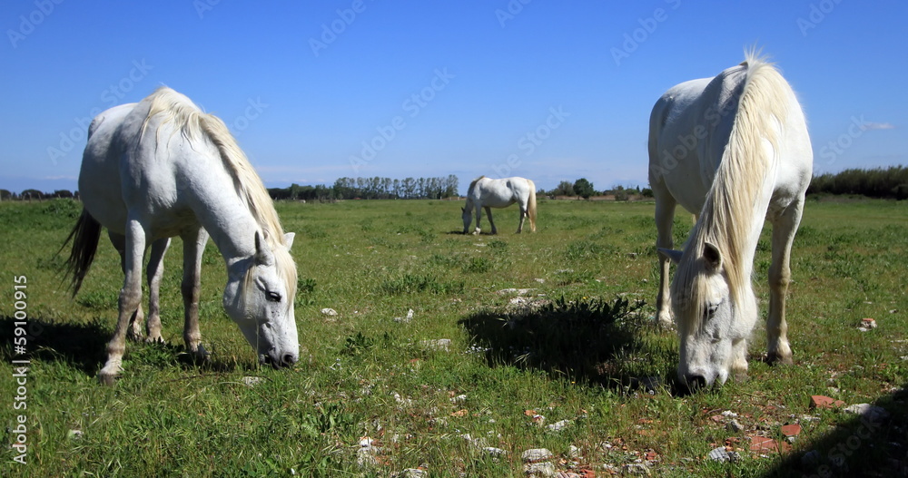 Horses in Camargue, France