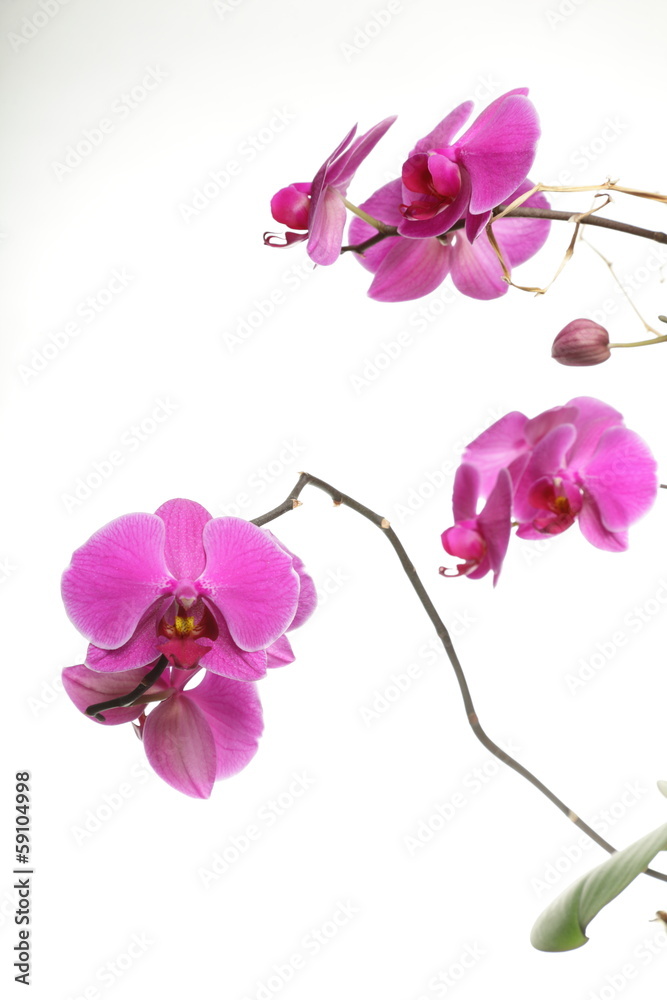 Obraz premium Phalaenopsis. Fioletowa orchidea na białym tle