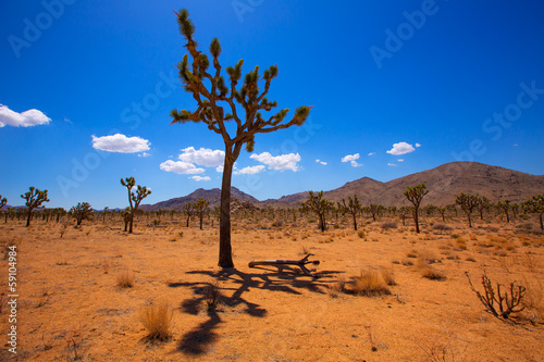 Joshua Tree National Park Yucca Valley Mohave desert California