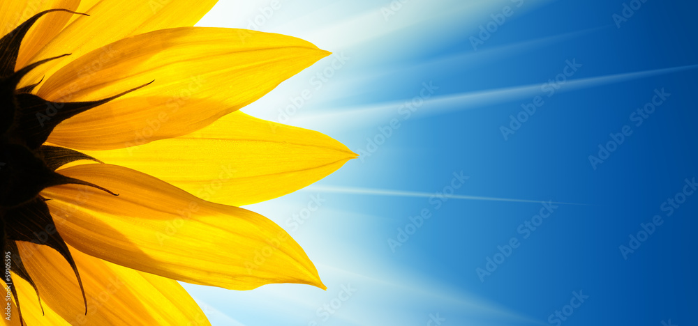 Sunflower flower sunshine on blue sky background