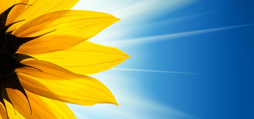 Sunflower flower sunshine on blue sky background