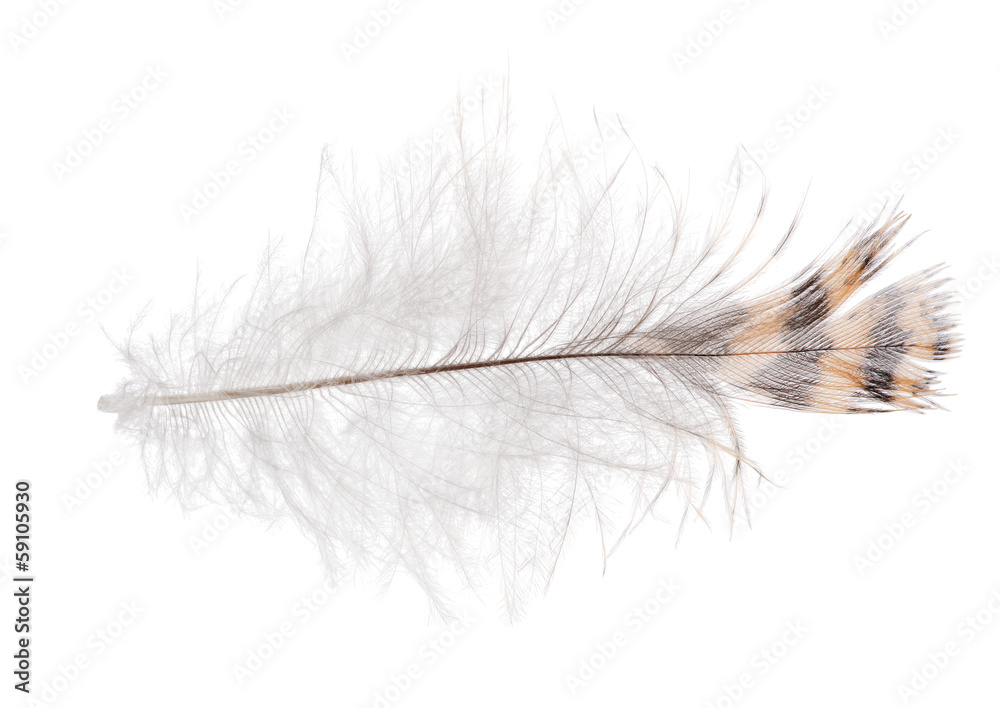 single striped feather with down