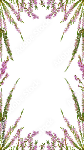 isolated pink blossoming heather frame