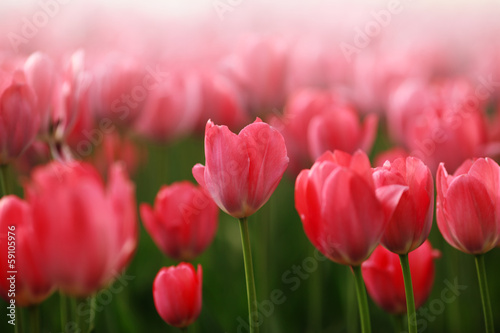 Fototapeta Naklejka Na Ścianę i Meble -  Red tulip flowers field