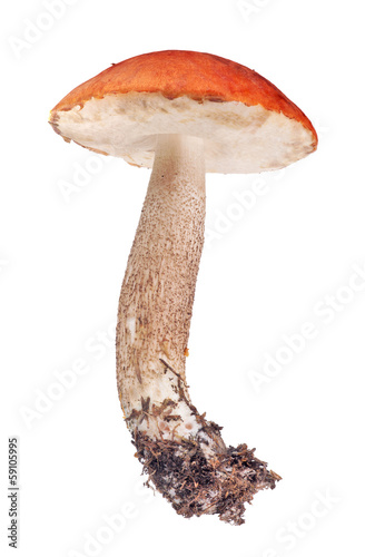 bright red isolated Leccinum