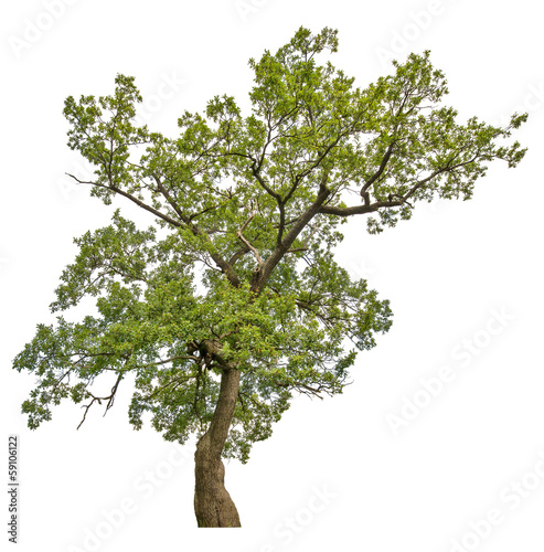 green old oak tree isolated on white