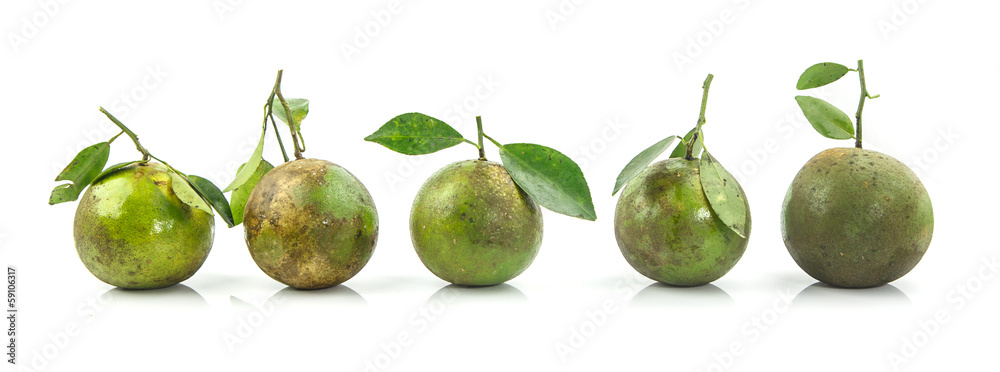 Five green orange fruits arrang in row Five green orange fruits arrang in row