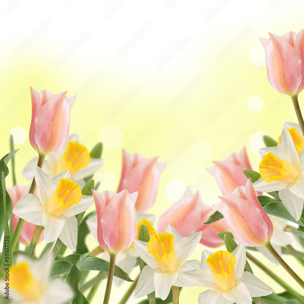 Postcard with fresh flowers daffodils and tulips and empty pla Postcard with fresh flowers daffodils and tulips and empty pla