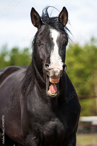 Black horse yawning