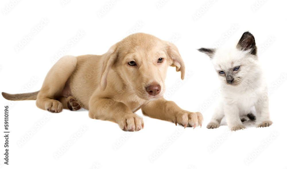 puppy and kitten puppy and kitten