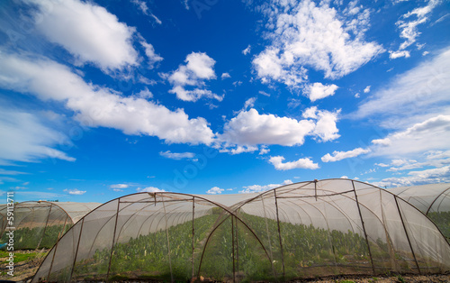 Greenhouse with chard vegetables under dramatic blue sky