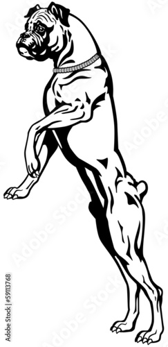 attentive boxer dog black white