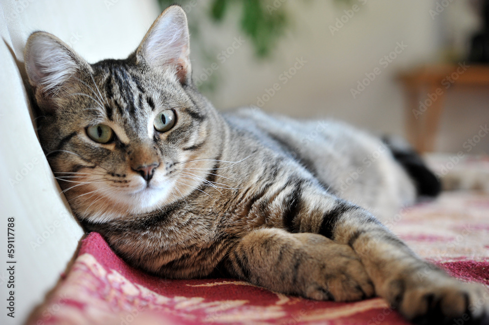 Fototapeta premium Europejski krótkowłosy