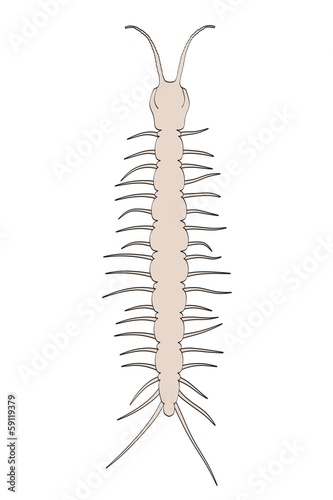 cartoon image of lithobius forficatus photo