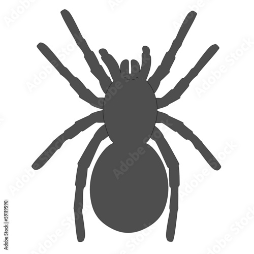 cartoon image of tarantula spider
