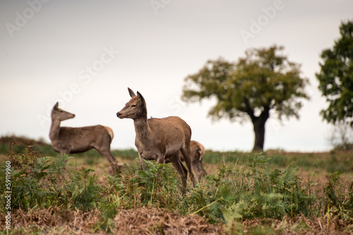 Red deer does during rutting season. © veneratio