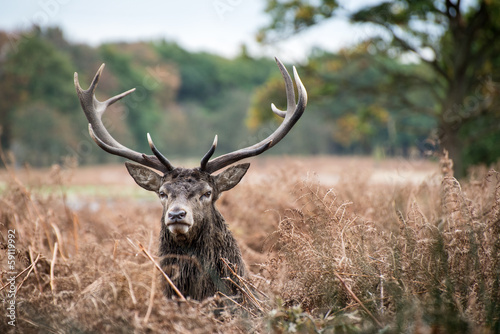 Red deer stag during rutting season in Autumn photo