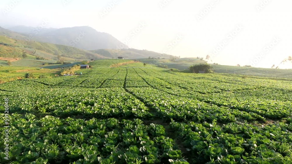 cabbage farm on hillock wide shot pan right to left cabbage farm on hillock wide shot pan right to left