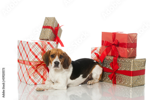 Beagle mit Geschenken © DoraZett