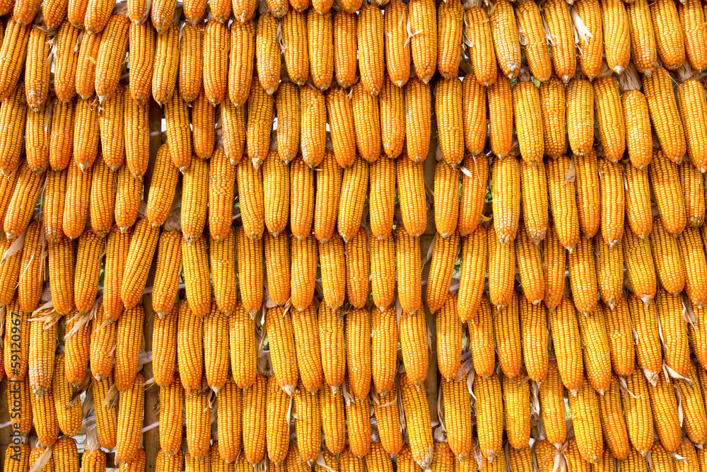 Corns for animal feeding