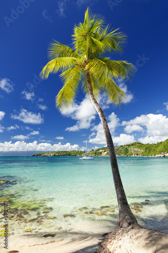 Palm tree at tropical beach