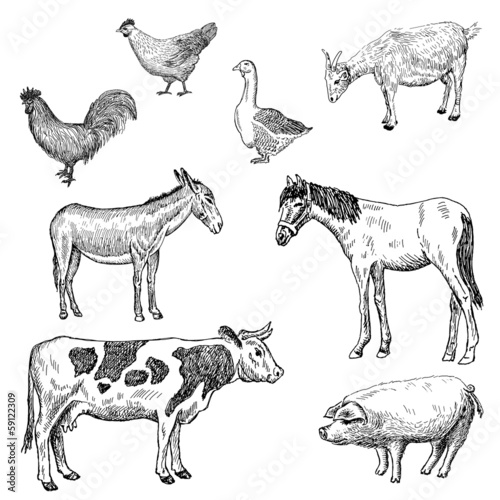 farm animals