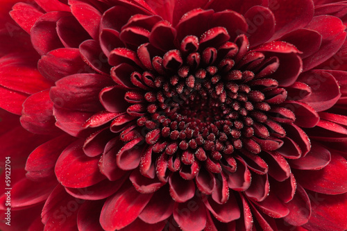 red chrysanthemum flower © Tamara Kulikova