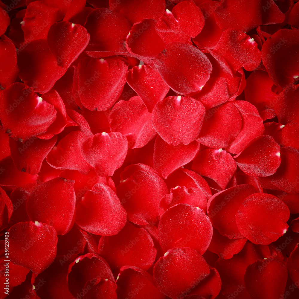 Vignette style red rose petal texture Vignette style red rose petal texture