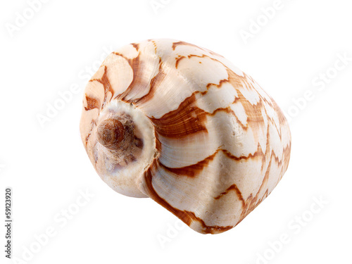 Ocean cockleshell