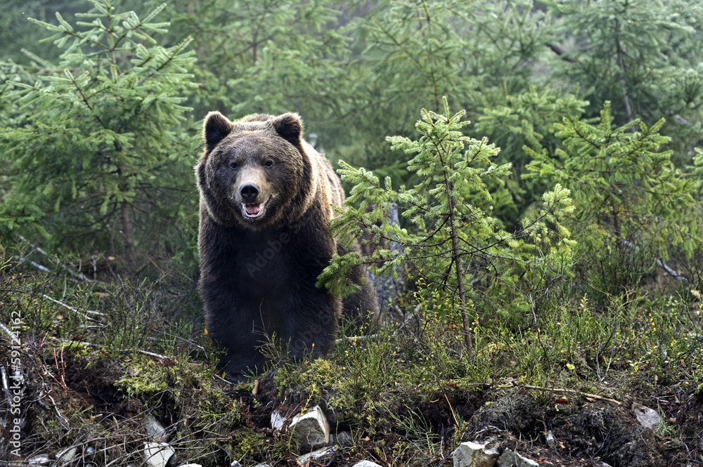 Brown bear