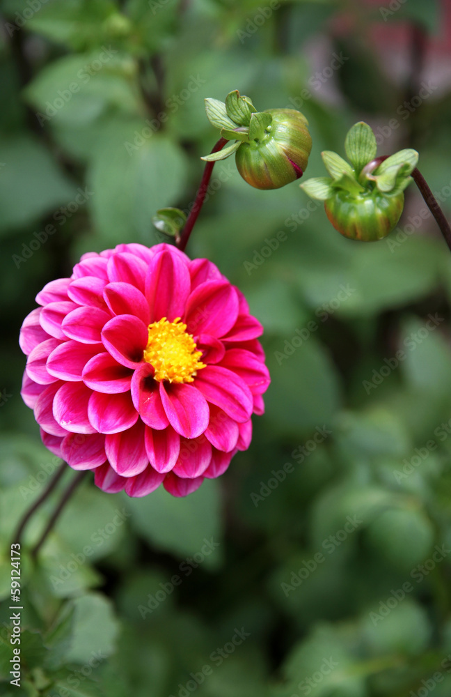 Pink Dahlia with buds. Summer card.