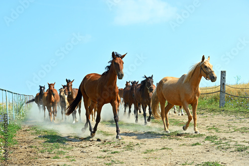 Horses on the farm in summer