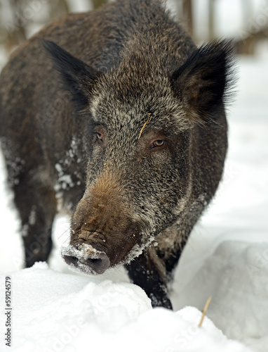 Wild Pig © kyslynskyy