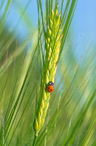 Ladybird on a green barley spikelet