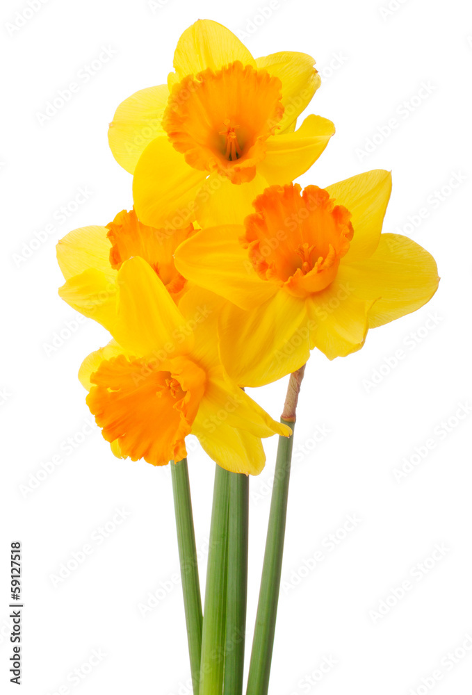 Daffodil flower or narcissus bouquet isolated on white backgro Daffodil flower or narcissus bouquet isolated on white backgro