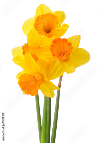 Obraz na plátne Daffodil flower or narcissus  bouquet  isolated on white backgro