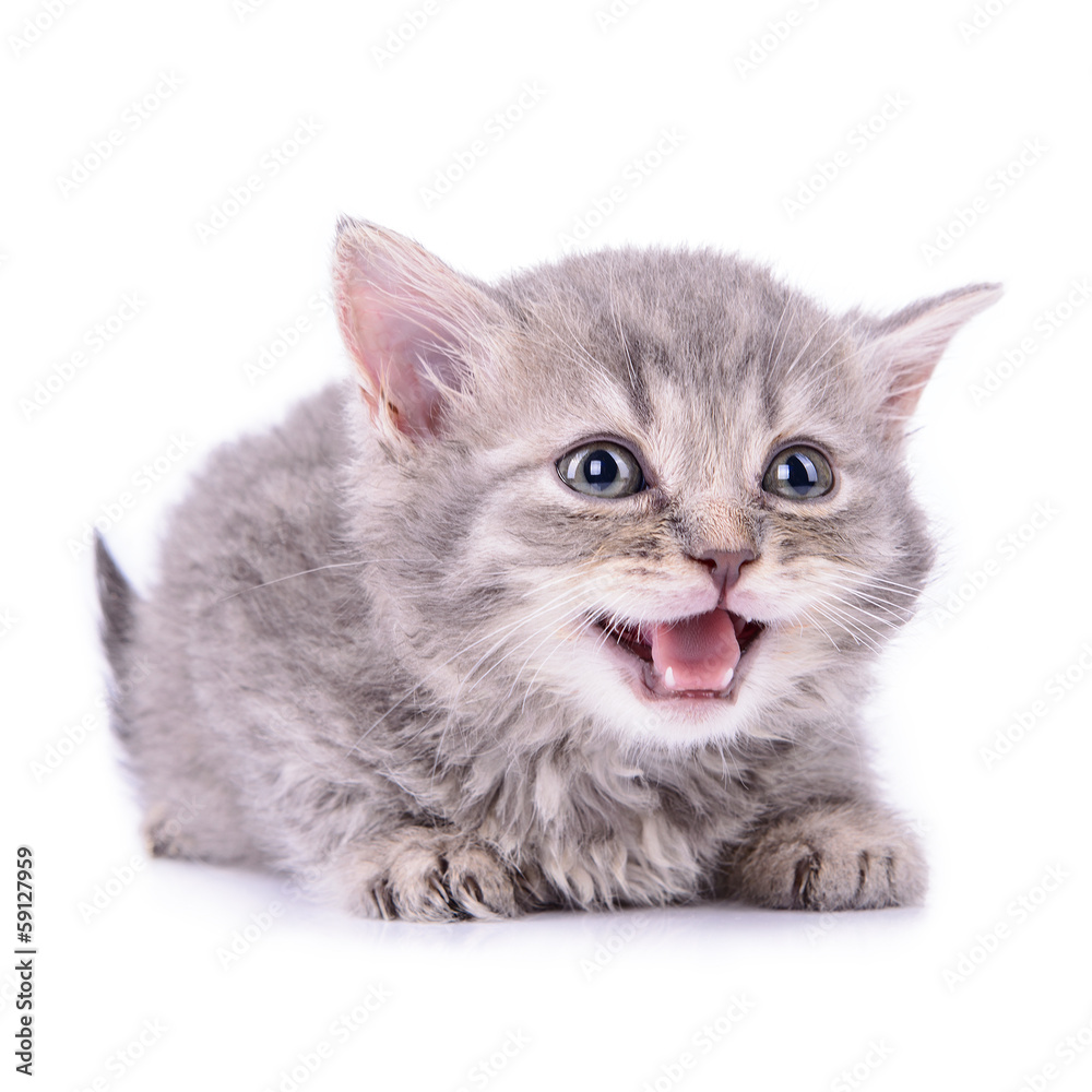 Fototapeta premium Scottish tabby kitten