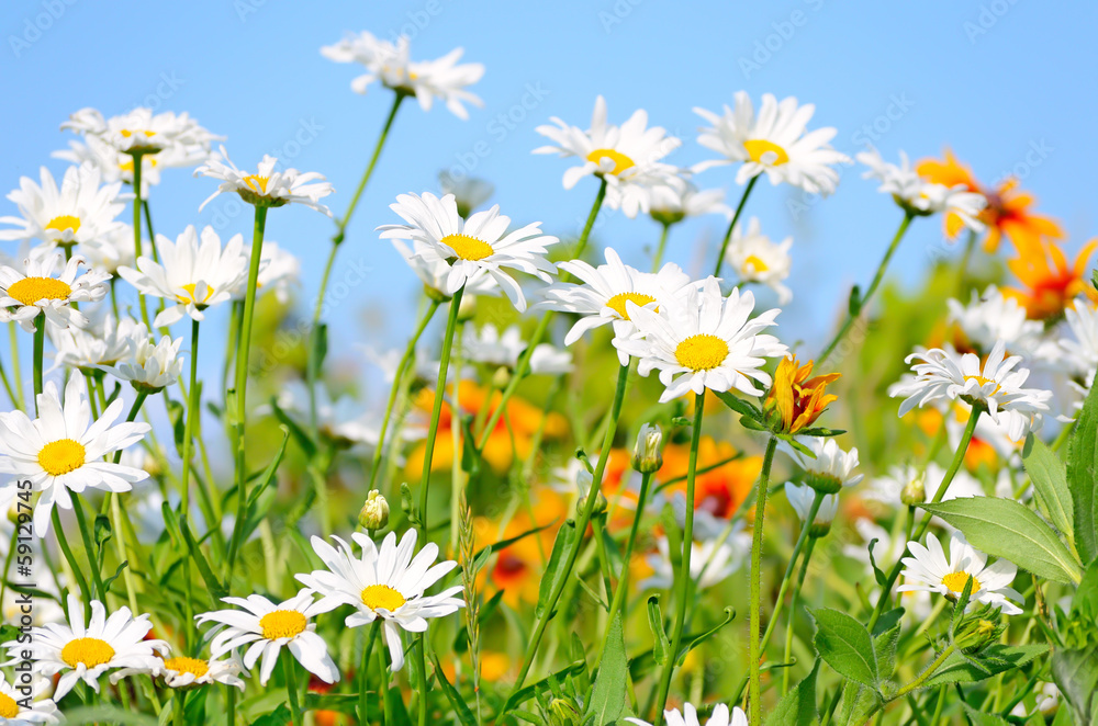 Chamomile flowers on blue sky background