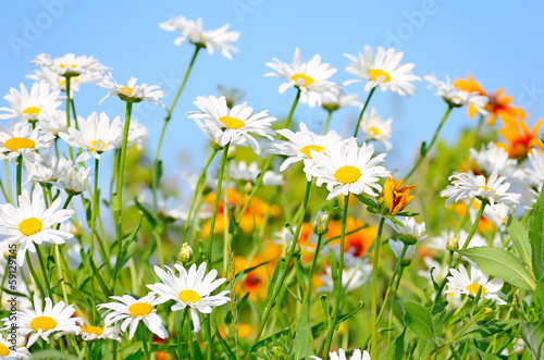 Fototapeta Naklejka Na Ścianę i Meble -  Chamomile flowers on blue sky background