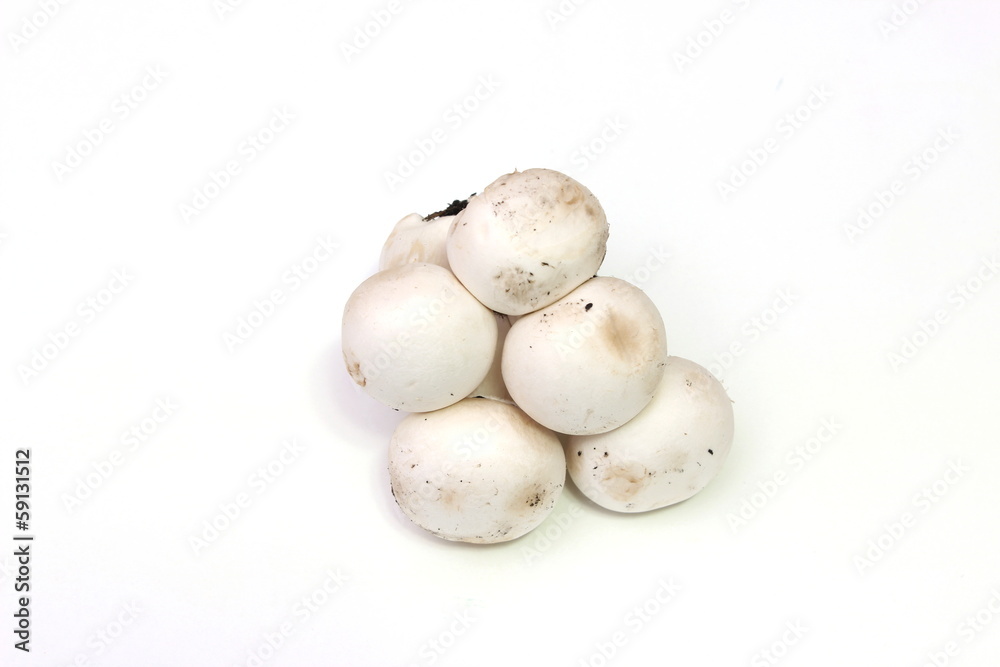 funghi funghi